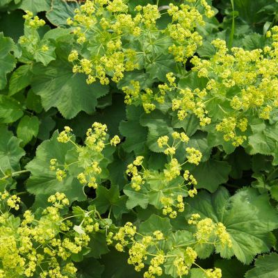 Alchemilla