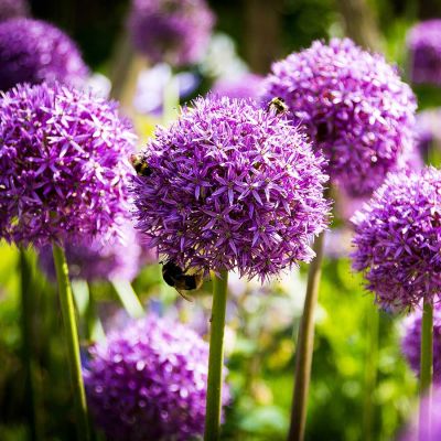 Allium