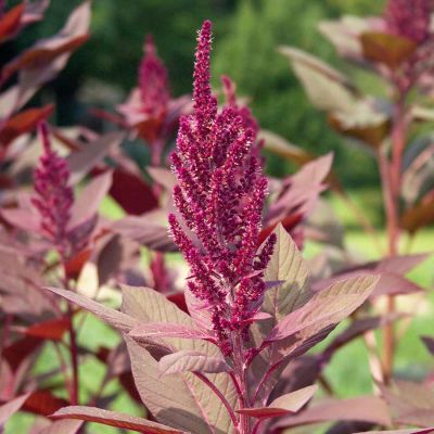 Amaranth