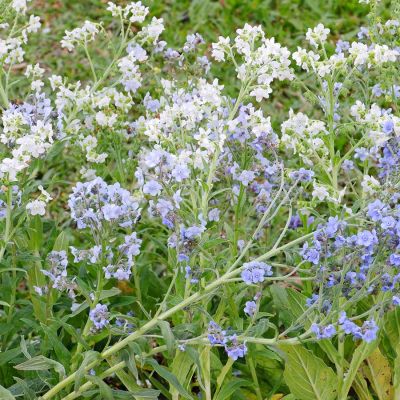 Chinesisches Vergissmeinnicht