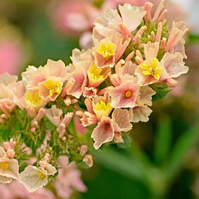 Limonium / Strandflieder