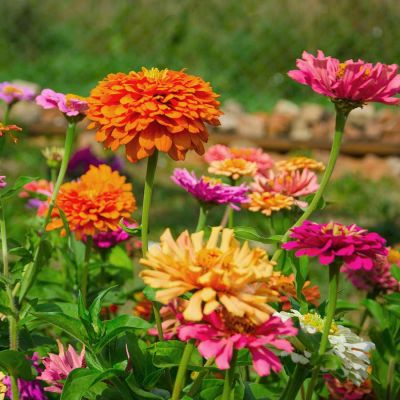 Zinnien