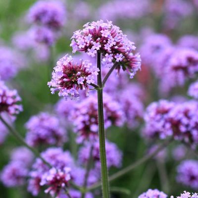 Patagonisches Eisenkraut