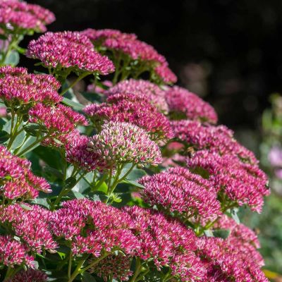 Sedum