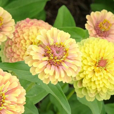 Zinnien